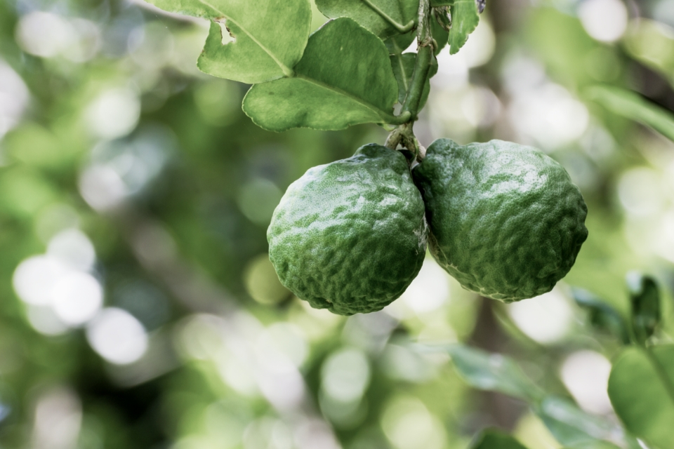 ベルガモット果実油