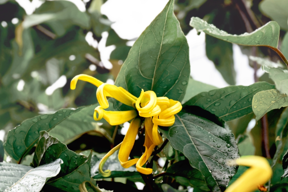 イランイラン花油